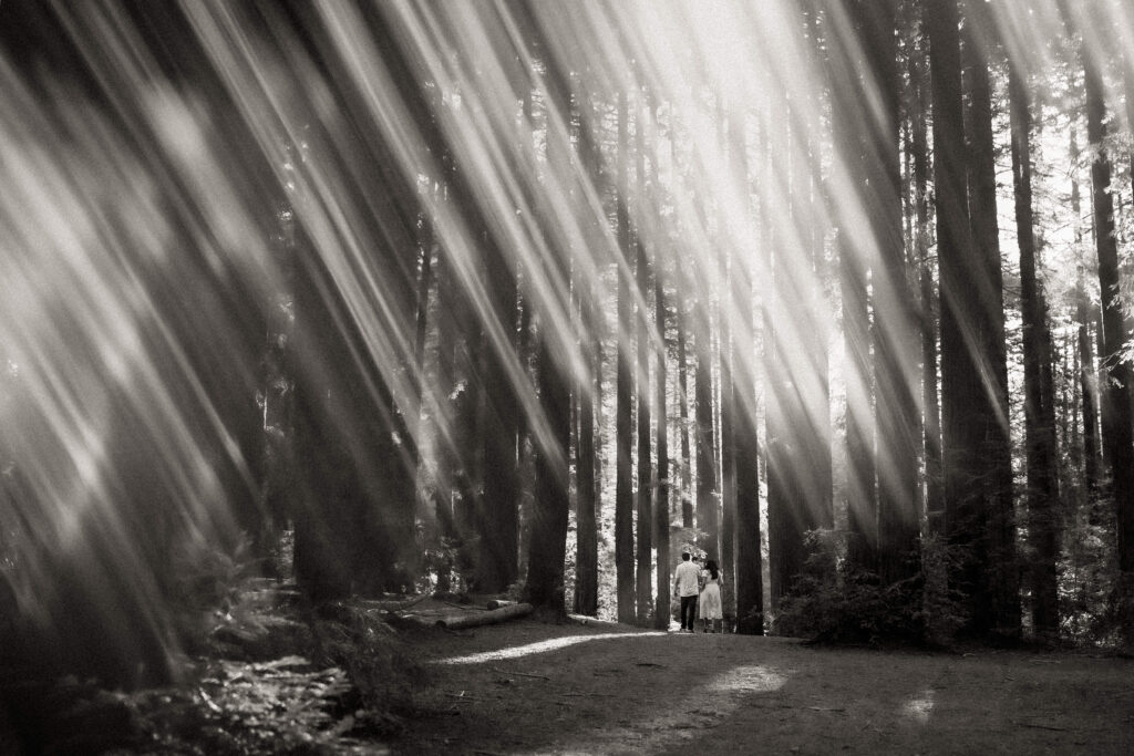 black and white lifestyle family photography wide angle shot in woods with beaming light