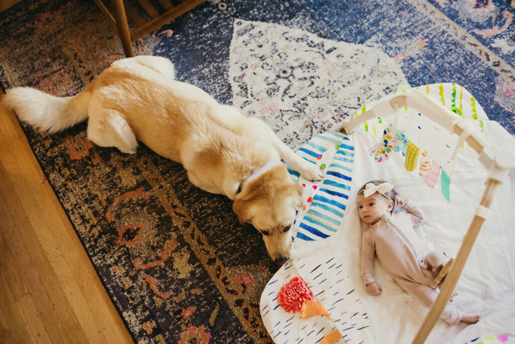 family dog and baby on rug at in home lifestyle newborn session with Ashley Kaplan Photography