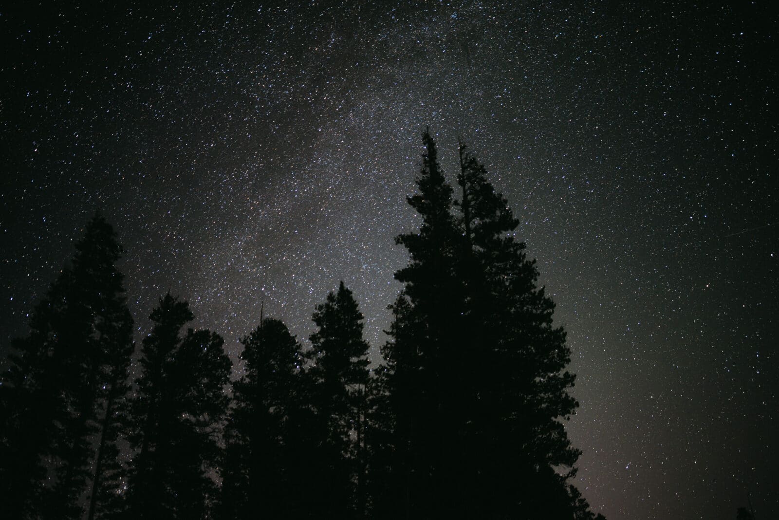 Astrophotography of dark sky and stars and trees by Ashley Kaplan Photography
